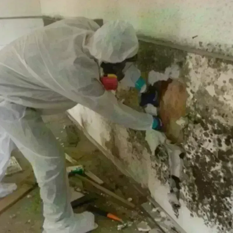 Mold Remediation and Removal in Ashland, KY